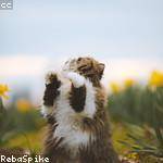 Агент 4